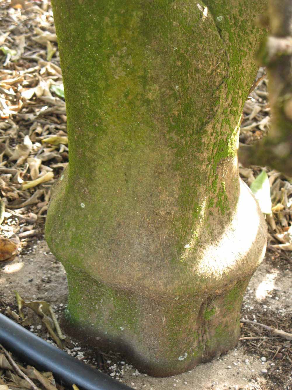              Bark (Winter Haven, FL)       